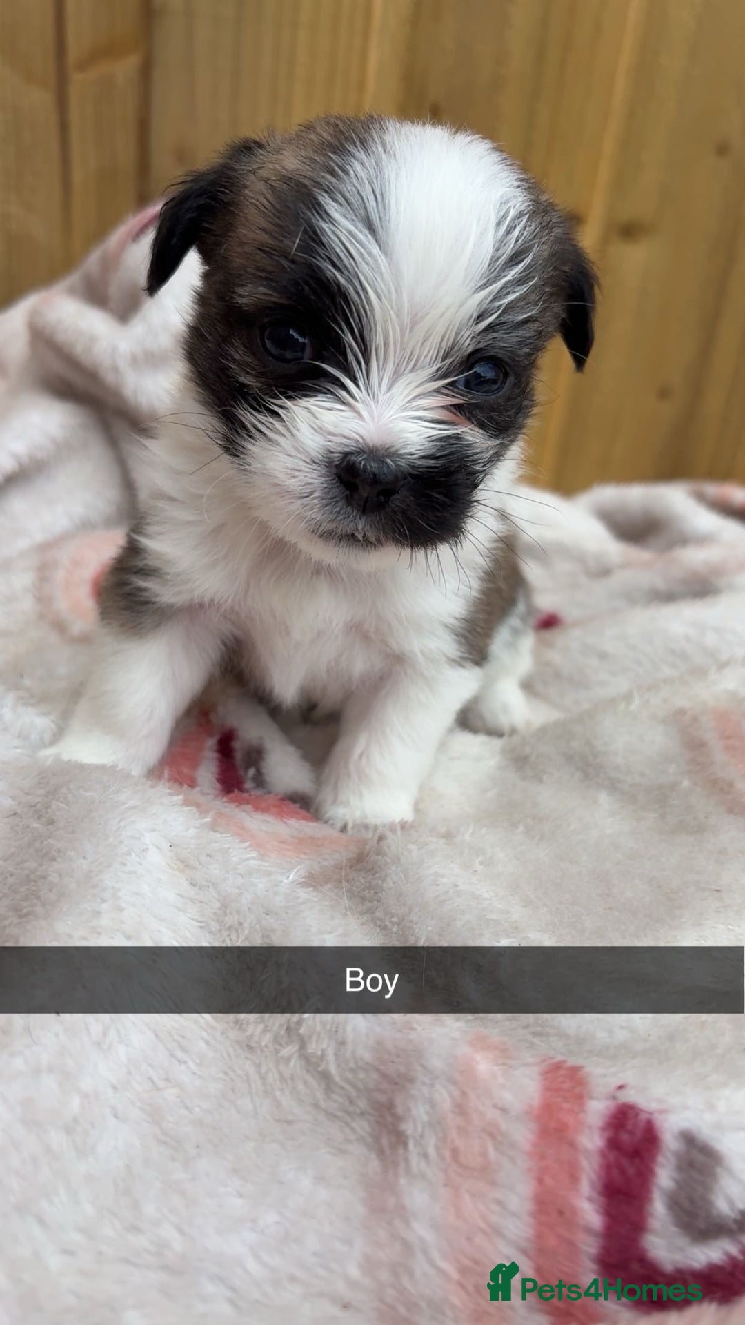 Mixed Breed dogs for sale: Jack Russell cross Shih Tzu puppies for sale  - Image 5