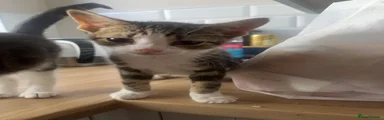 American Shorthair 2