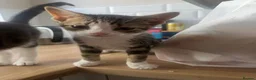 American Shorthair cats for sale: Kittens for sale  in Malpas - Advert 13