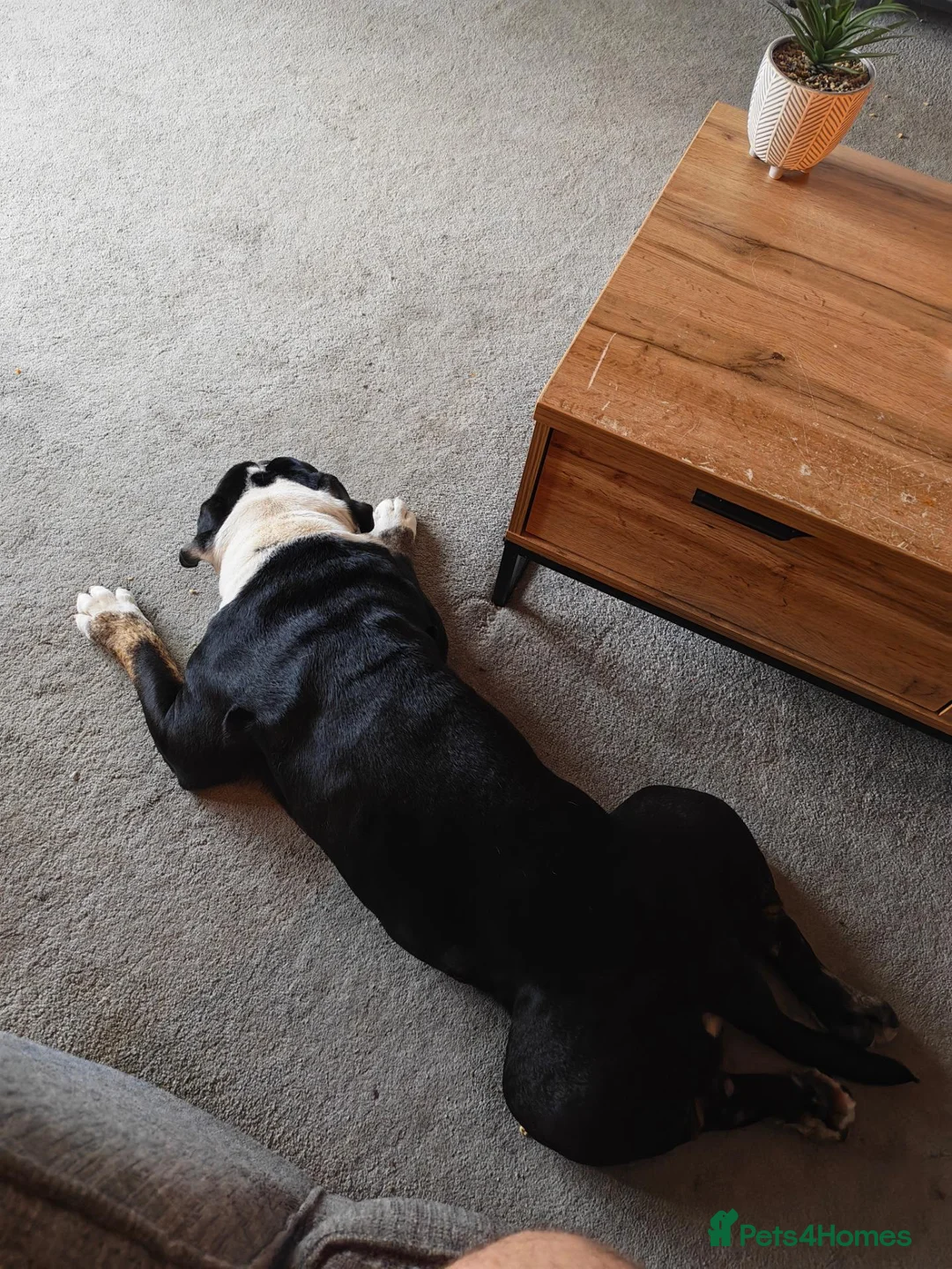 Olde English Bulldogge dogs for sale: Bear is looking for his forever home  - Advert 2