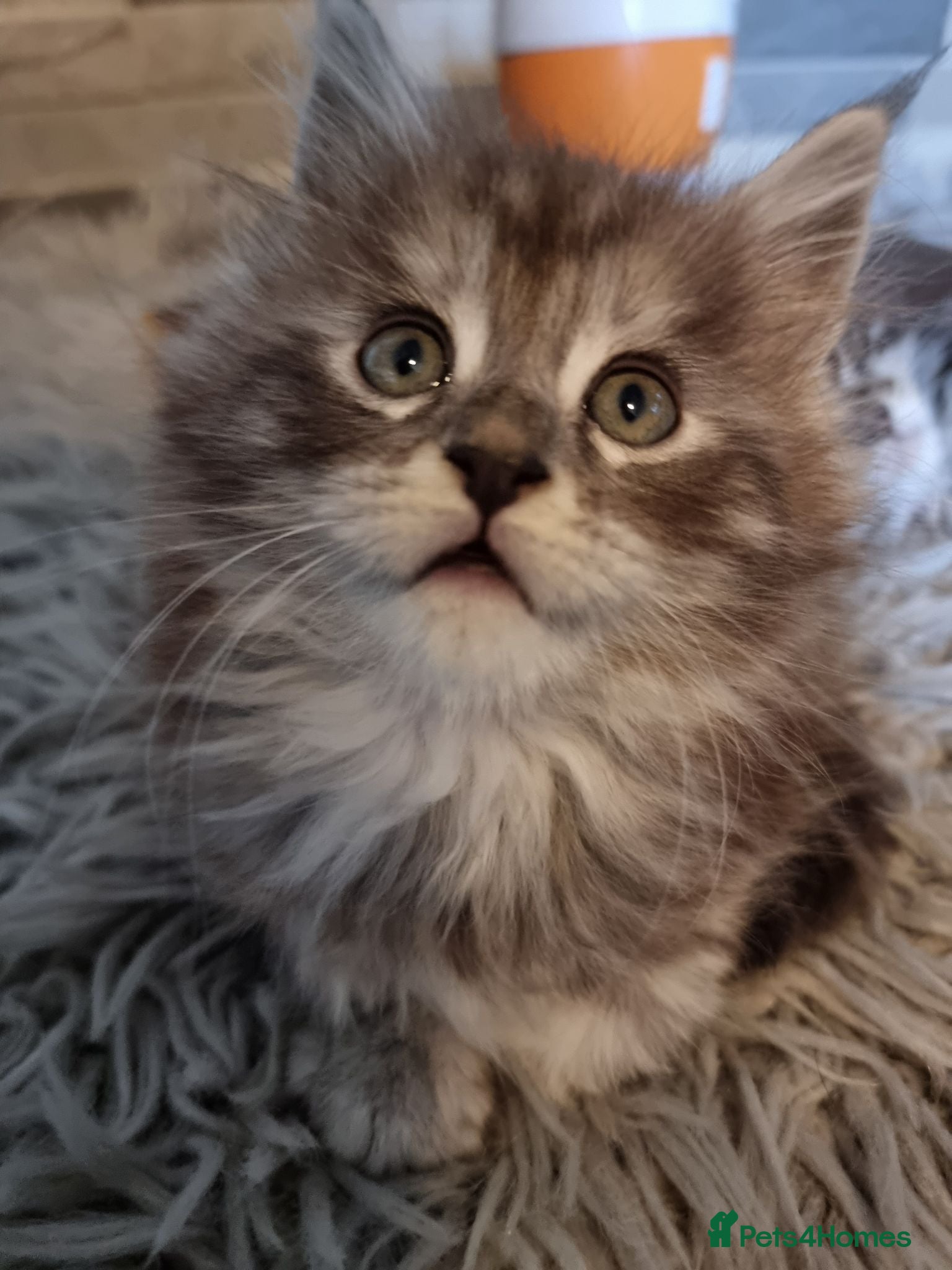 Maine Coon cats Tica registered kittens - Advert 13
