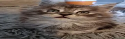 Maine Coon cats for sale: Tica registered kittens - Advert 9