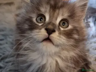 Maine Coon cats Tica registered kittens - Advert 13