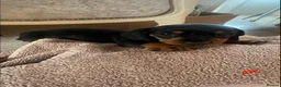 Dachshund dogs for sale: Dachshund puppies in Leeds - Advert 8