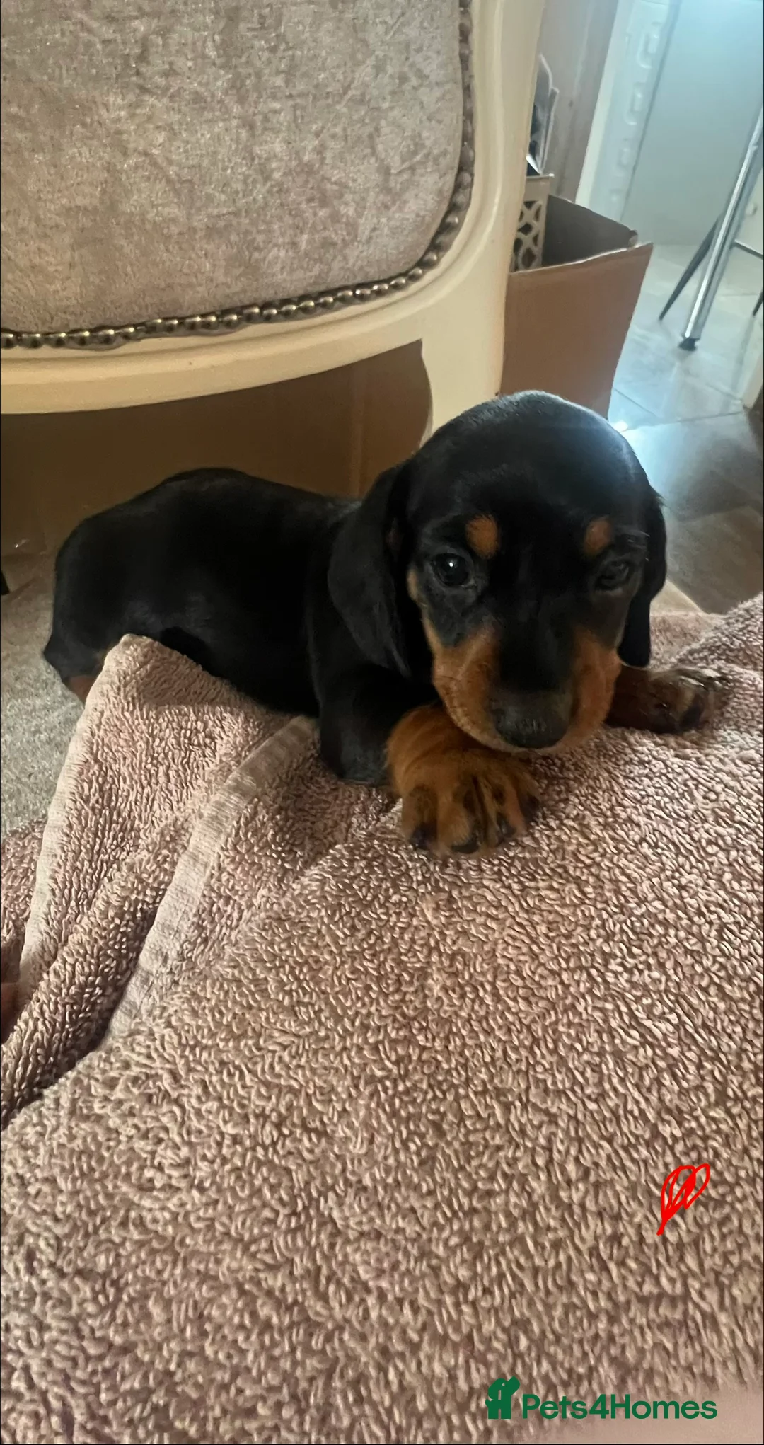 Dachshund dogs for sale: Dachshund puppies in Leeds - Advert 8