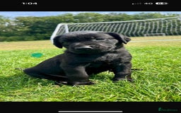 Labrador Retriever dogs for sale: Labrador puppies  - Image 3