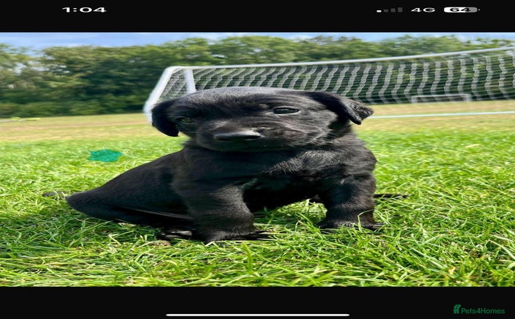 Labrador Retriever dogs - Advert 3