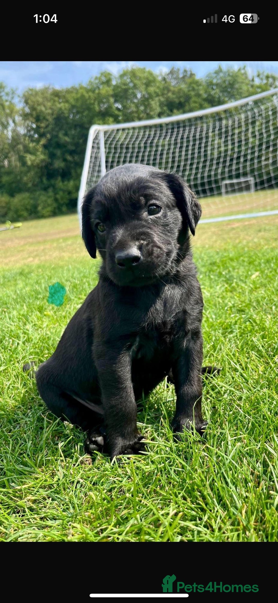 Labrador Retriever dogs for sale: Labrador puppies  - Image 3