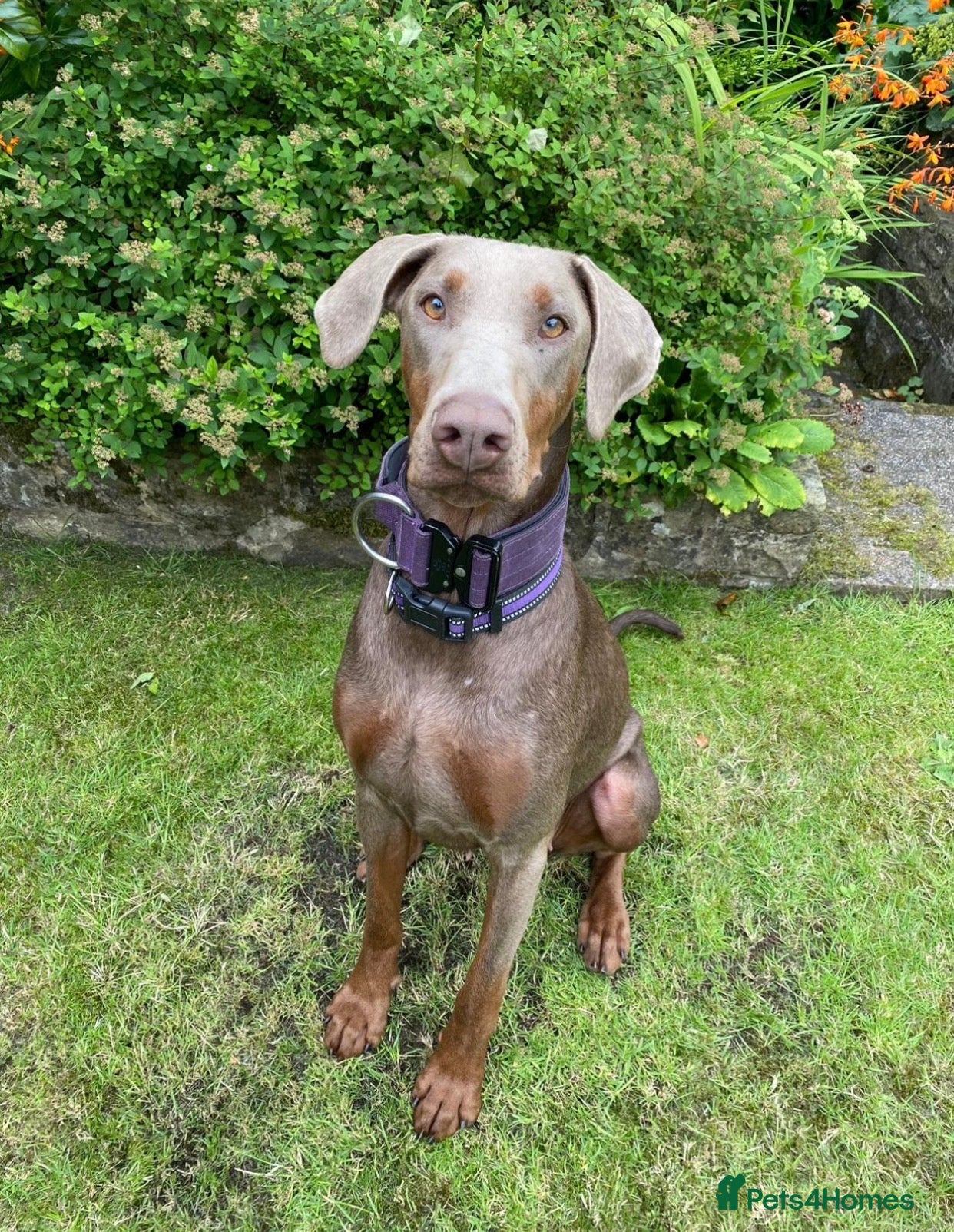Dobermann dogs *KC REGISTERED* HEALTH TESTED DOBERMAN PUPPIES - Advert 2