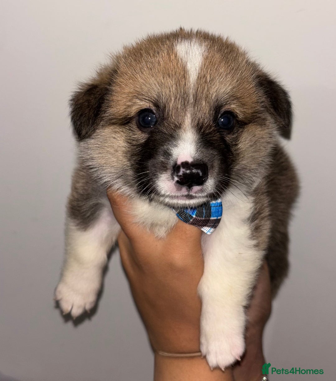 Welsh Corgi Pembroke dogs for sale: Welsh Pembroke corgis  - Image 11