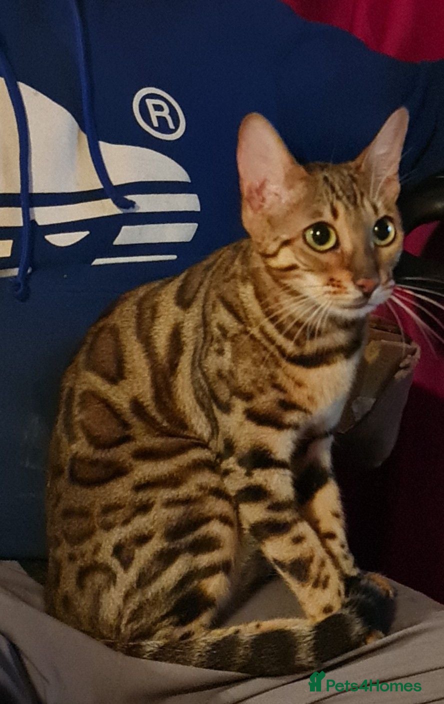 Bengal cats Cuddly affectionate lapcat  - Advert 13
