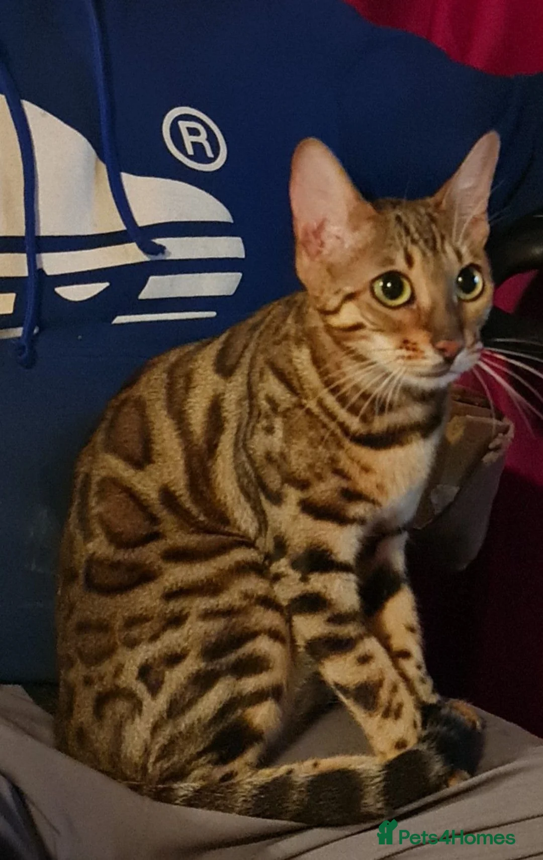 Bengal cats for sale: Cuddly affectionate lapcat  - Advert 1
