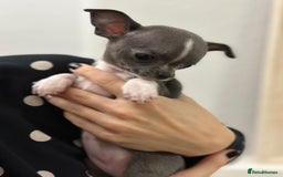 Chihuahua dogs for sale: Pure bred Chihuahua puppies - Image 12