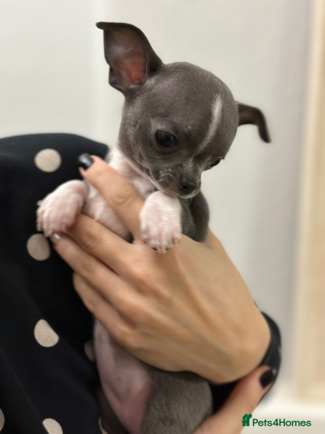 Chihuahua dogs for sale: Pure bred Chihuahua puppies - Image 12