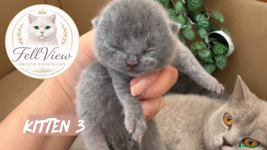 British Shorthair cats for sale: Beautiful Litter of Blue BSH Kittens  - Advert 2