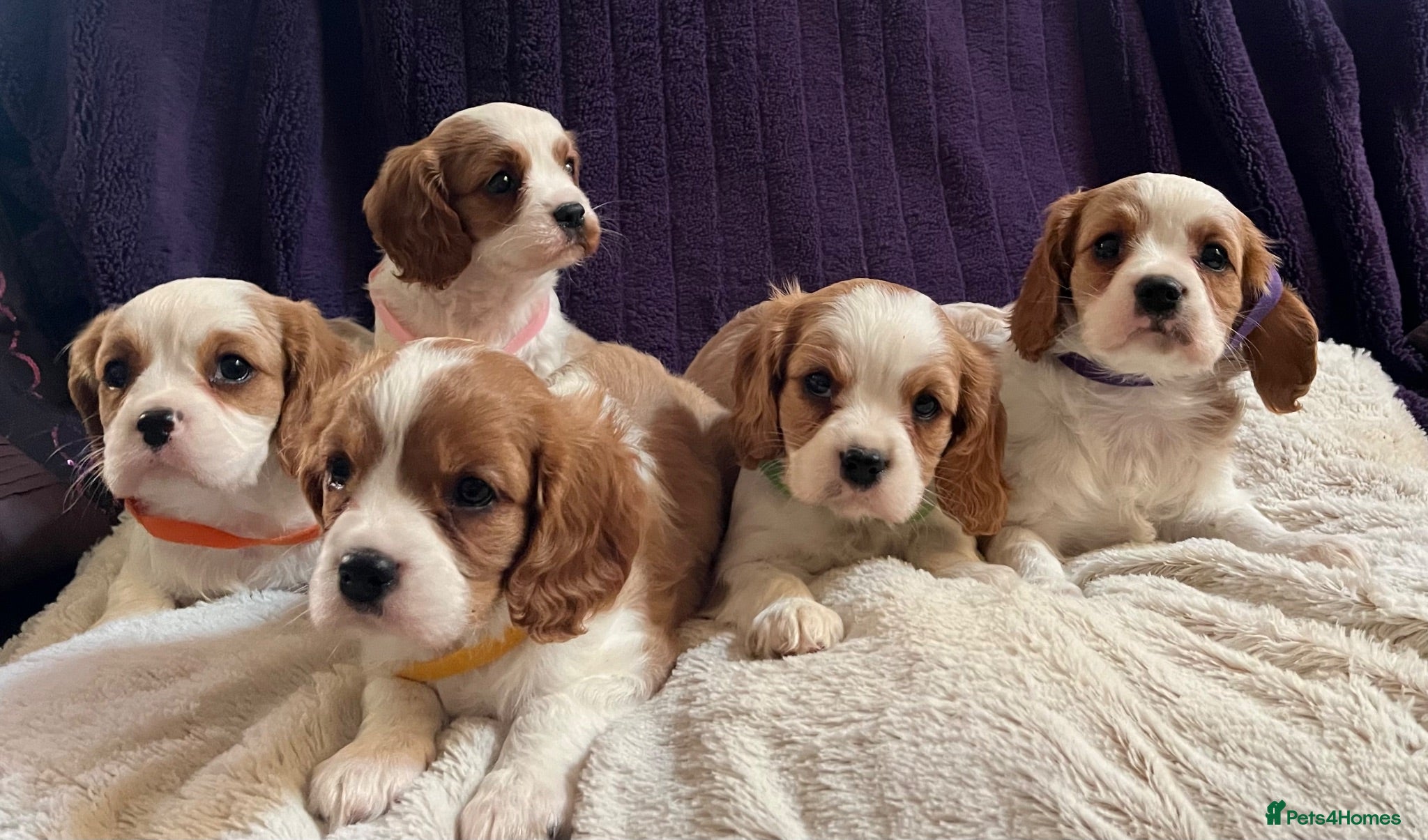 Cavalier King Charles Spaniel dogs Stunning cavalier King Charles puppies  - Advert 1