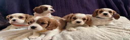 Cavalier King Charles Spaniel dogs for sale: Stunning cavalier King Charles puppies  - Advert 1