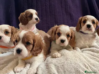 Cavalier King Charles Spaniel dogs Stunning cavalier King Charles puppies - Advert 6