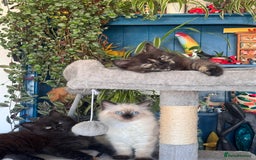 Mixed Breed cats for sale: Ragdoll and Maine Coon crossed  - Image 20