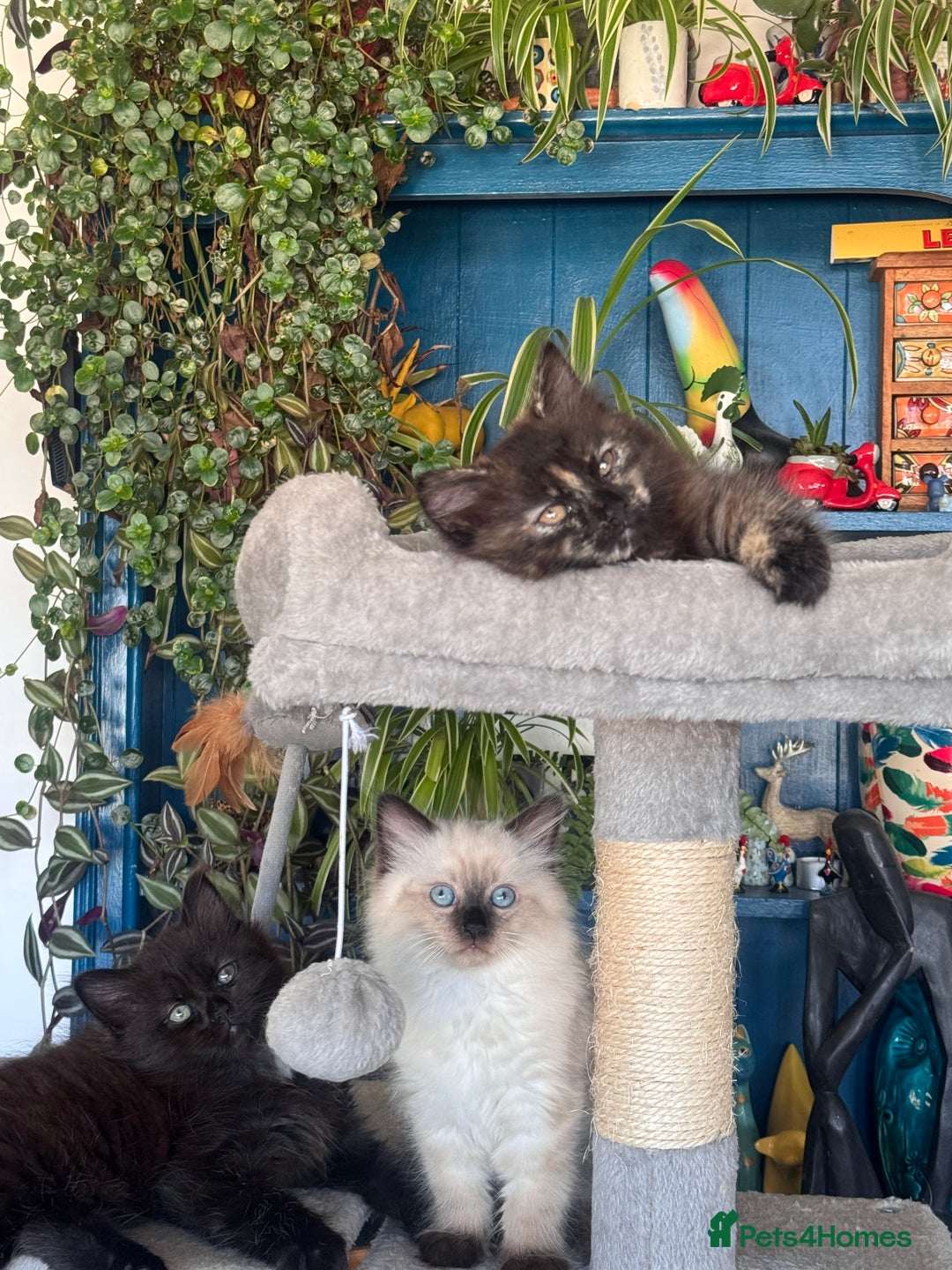 Mixed Breed cats for sale: Ragdoll and Maine Coon crossed  - Image 20