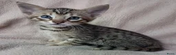 Savannah cats for sale: Super spotty F5 Savannah kittens - Advert 16