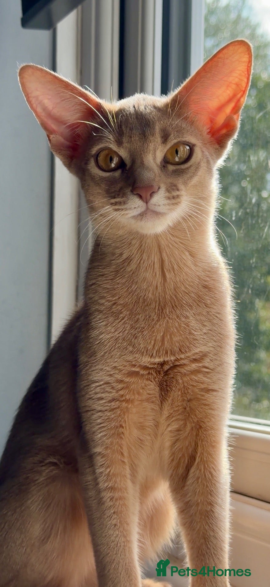 Abyssinian cats Beautiful Fawn Abyssinian Girl 🤍❤️ GCCF  - Advert 1