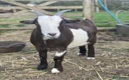 Goats livestock for sale: Small goat herd - Image 6