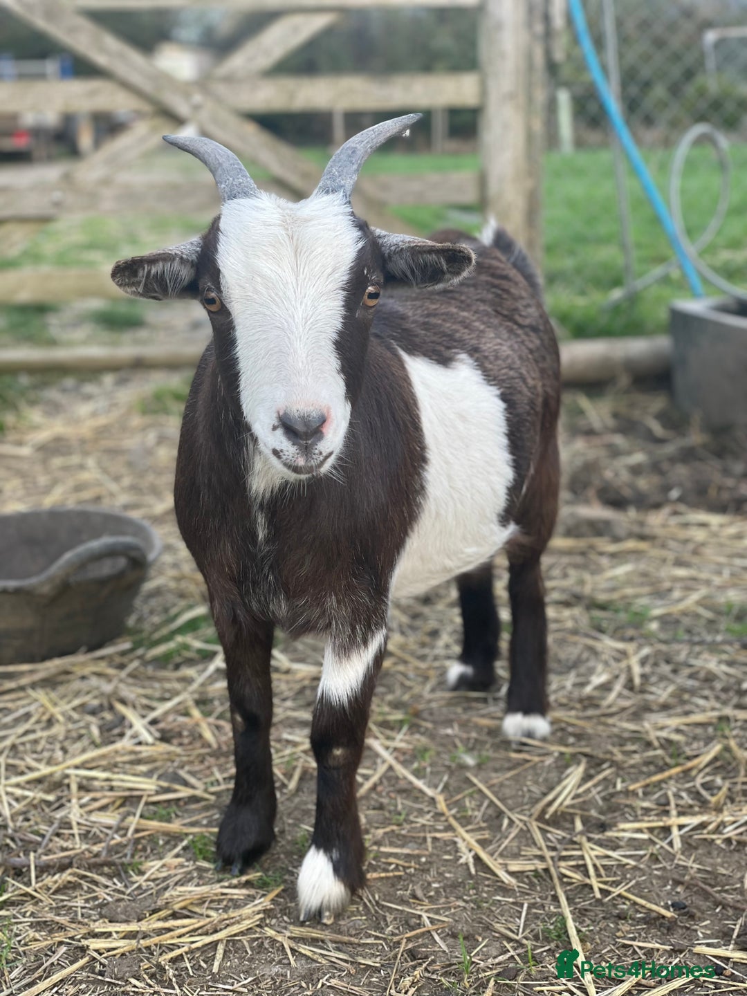 Goats livestock for sale: Small goat herd - Image 6