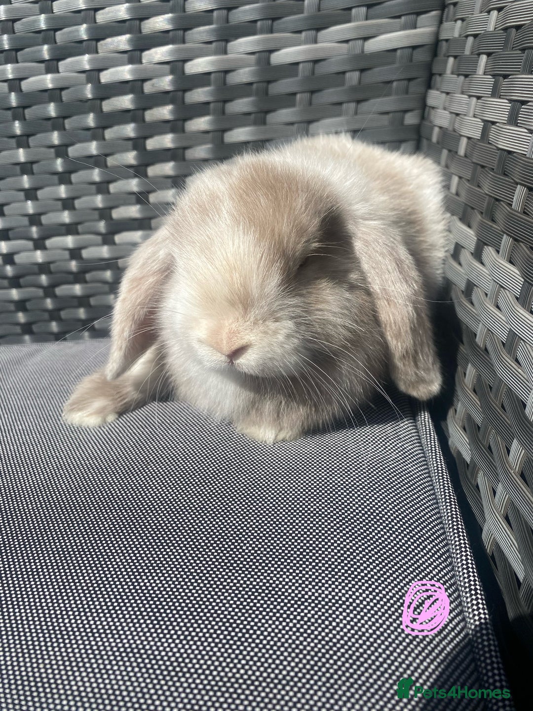 Mini Lop rabbits for sale: Mini lop litter ready now  - Image 8