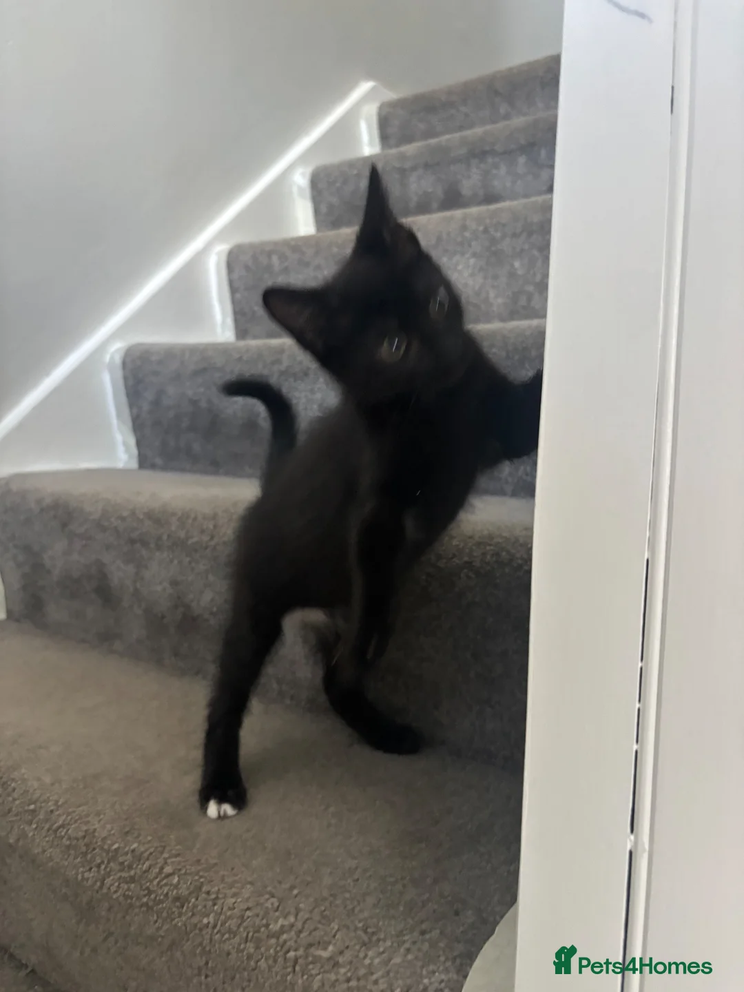 Mixed Breed cats for sale: Female kitten - Advert 2