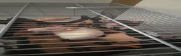 Rat rodents for sale: 2 male rats for sale in Cardiff - Advert 5