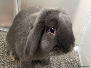 Mini Lop rabbits - Advert 40