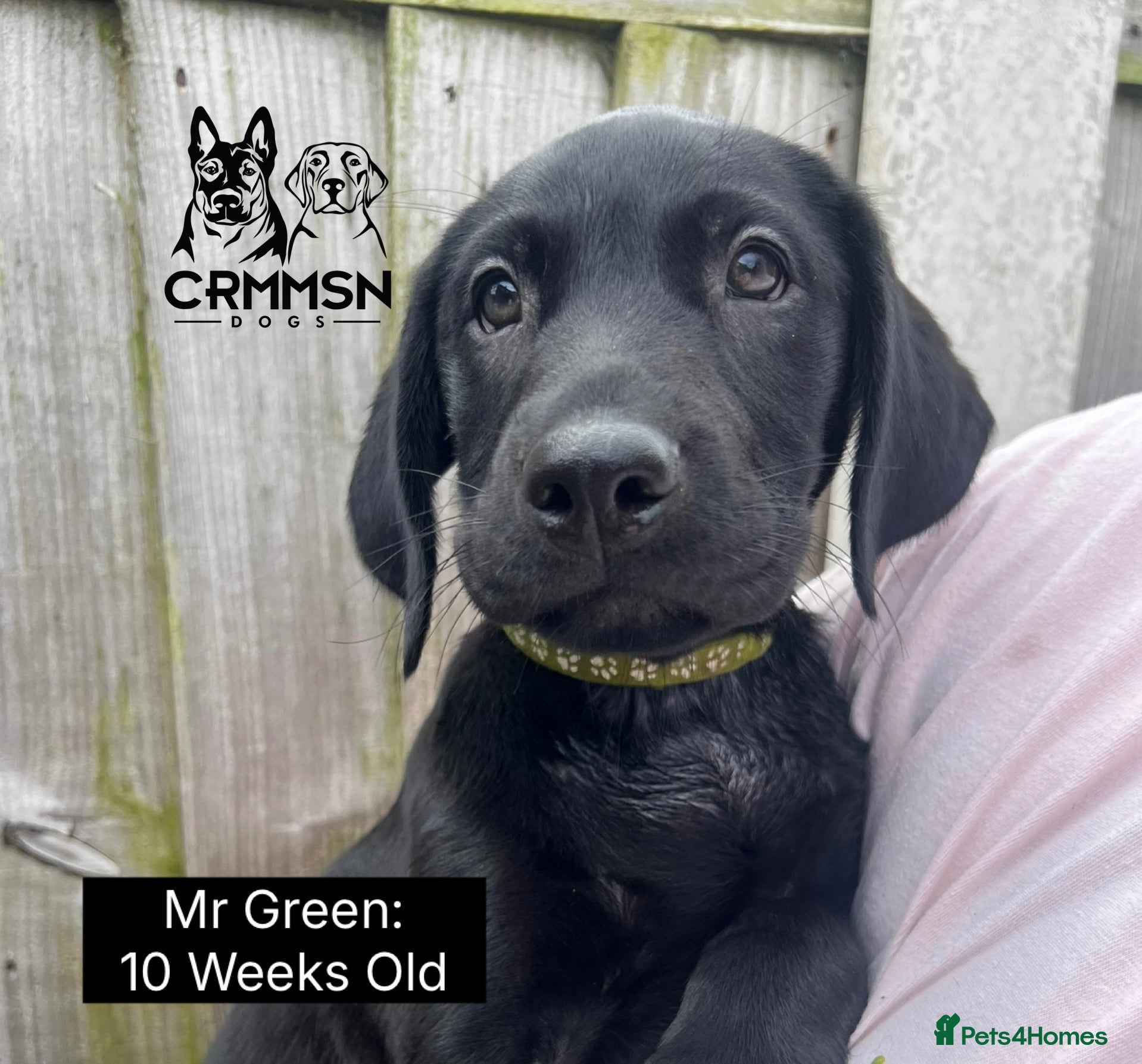 Labrador Retriever dogs Outstanding, Health Tested, KC Reg, Labrador Pups - Advert 2