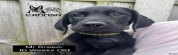 Labrador Retriever dogs for sale: Outstanding, Health Tested, KC Reg, Labrador Pups - Advert 2