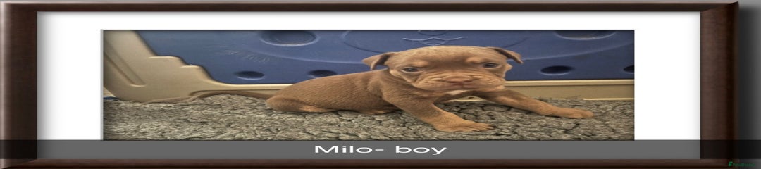 Olde English Bulldogge Puppy 1