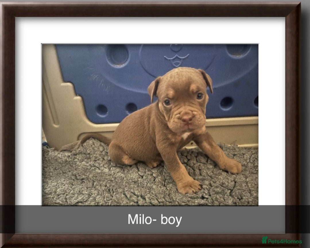 Olde English Bulldogge dogs for sale: Old English bulldog puppies  - Image 5
