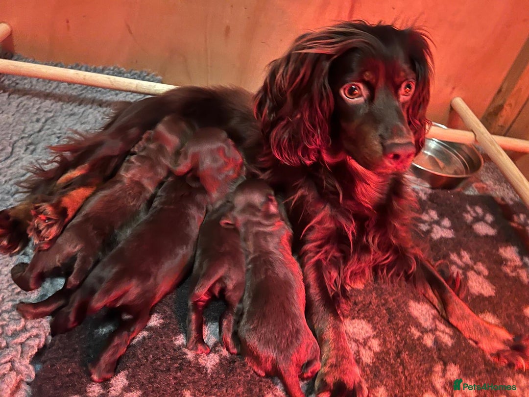 Cocker Spaniel dogs for sale: KC Registered Working Cocker Spaniels  - Advert 3