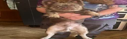 French Bulldog dogs for sale: Male French bulldog in Altrincham - Advert 1