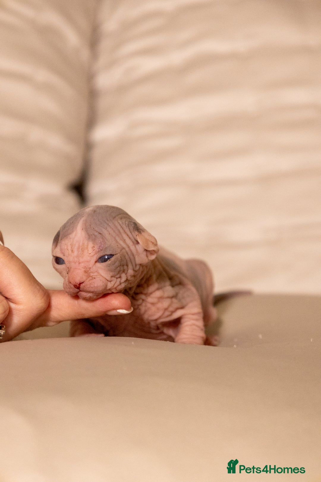 Sphynx cats for sale: Two beautiful male Sphynx kittens  - Advert 3