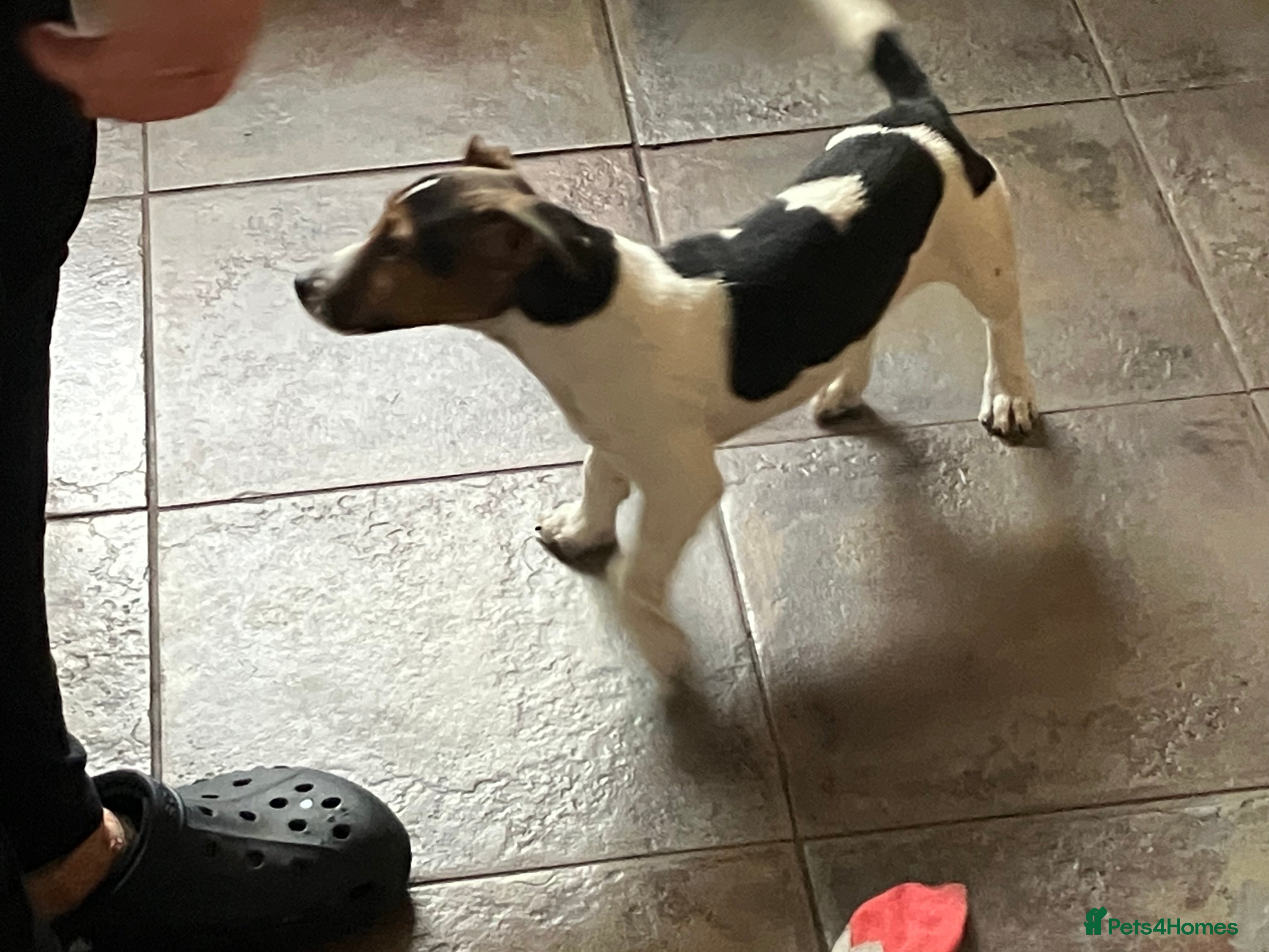 Jack Russell dogs Jack Russell  - Advert 1