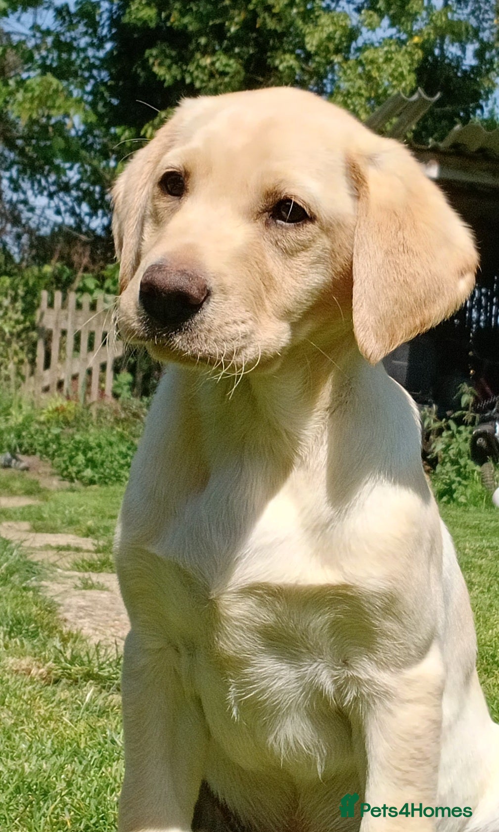 Labrador Retriever dogs Chunky KC reg Labrador Pups - Advert 6