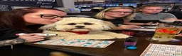 Lhasa Apso dogs for stud: STUD ONLY  - Advert 4