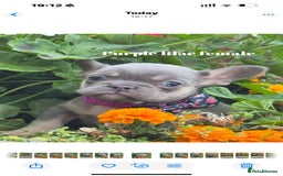 French Bulldog dogs for sale: Beautiful fluffy/ fluffy carrier Frenchie pups  - Image 22