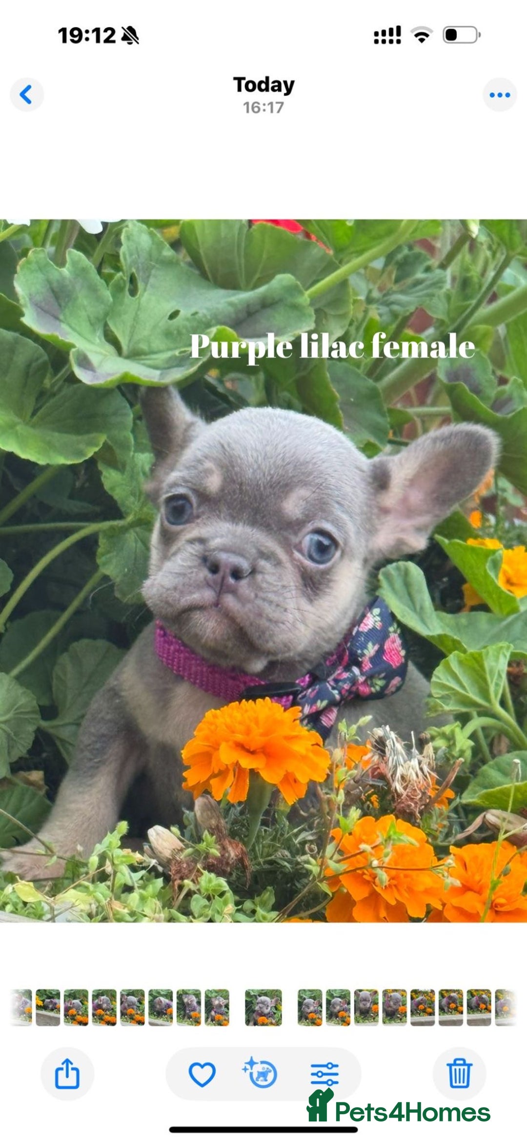 French Bulldog dogs for sale: Beautiful fluffy/ fluffy carrier Frenchie pups  - Image 22