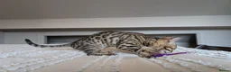 Bengal cats for sale: 🤎🖤 Gorgeous Bengal Girl 🖤🤎 - Advert 19