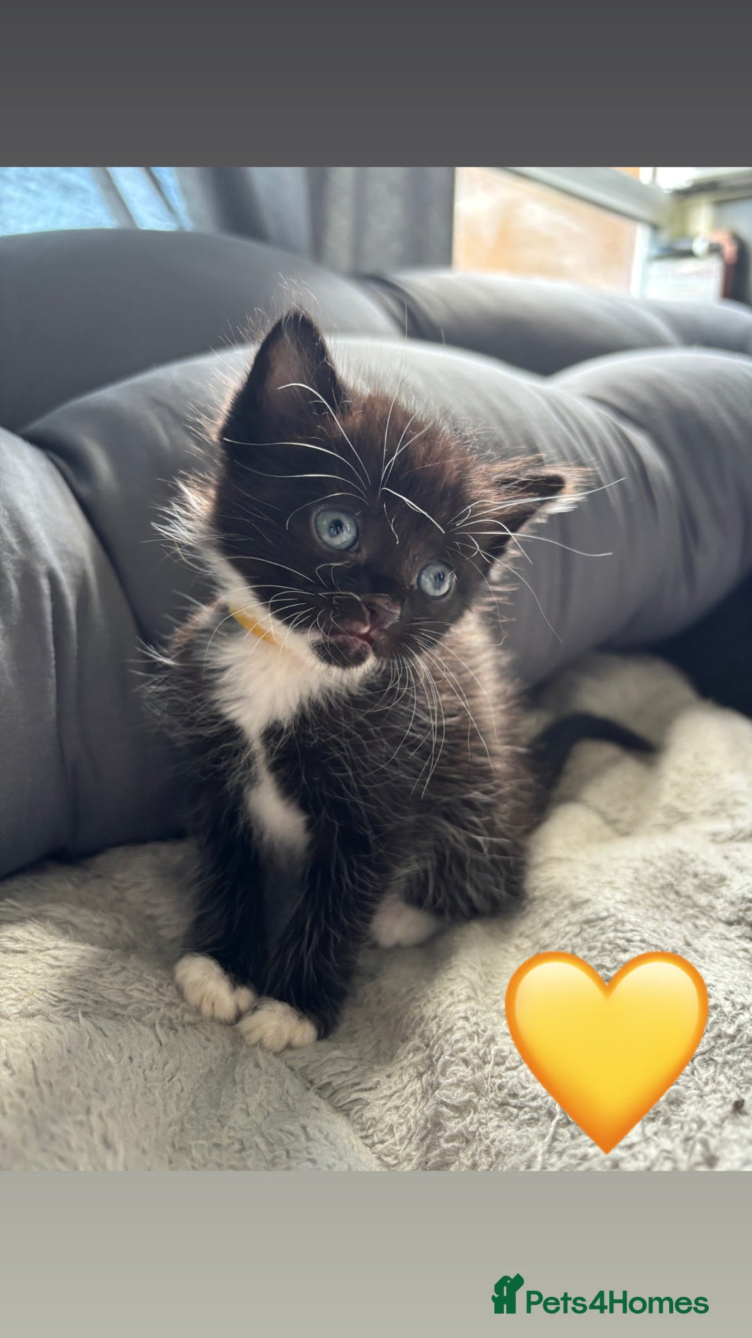 Mixed Breed cats for sale: Beautiful kittens for sale - Image 4