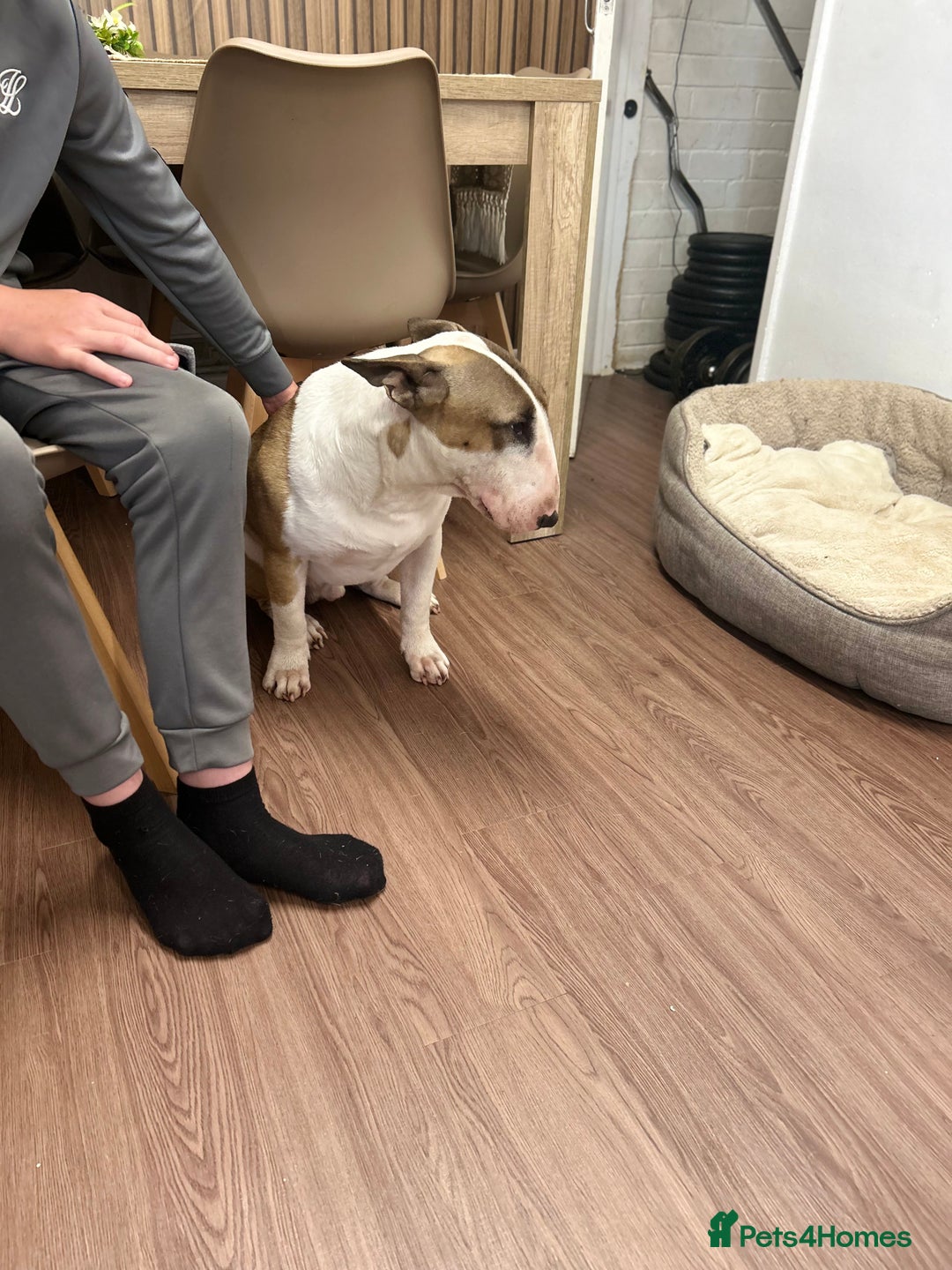 English Bull Terrier dogs for sale: 1yr old English bull terrier  - Image 3