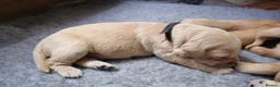 Golden Retriever dogs for sale: 3x KC golden retriever pups, ready 22nd June - Advert 36