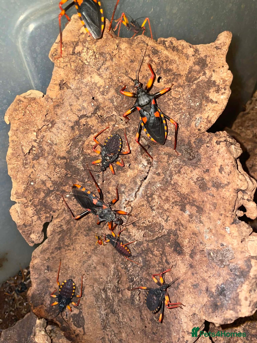 Mixed Breed invertebrates for sale: King Horrida Assassin Bugs - Advert 1