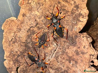 Mixed Breed invertebrates King Horrida Assassin Bugs - Advert 1